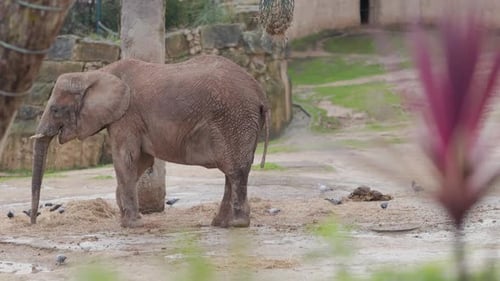 Elephant standing on straw ground surrounded by birds