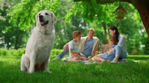 Joyful White Dog Seated Green Grass In Front Family Picnic. Happy Young Labrador Rest With Cheerf...