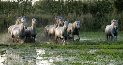 Cheval de Camargue, troupeau trottant ou galopant dans un marais, Saintes Marie de la Mer en Camargue