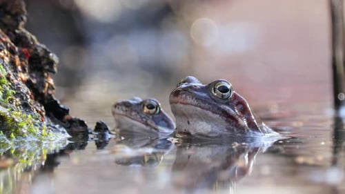 Brown frog (Rana temporaria) close-up in a pond.