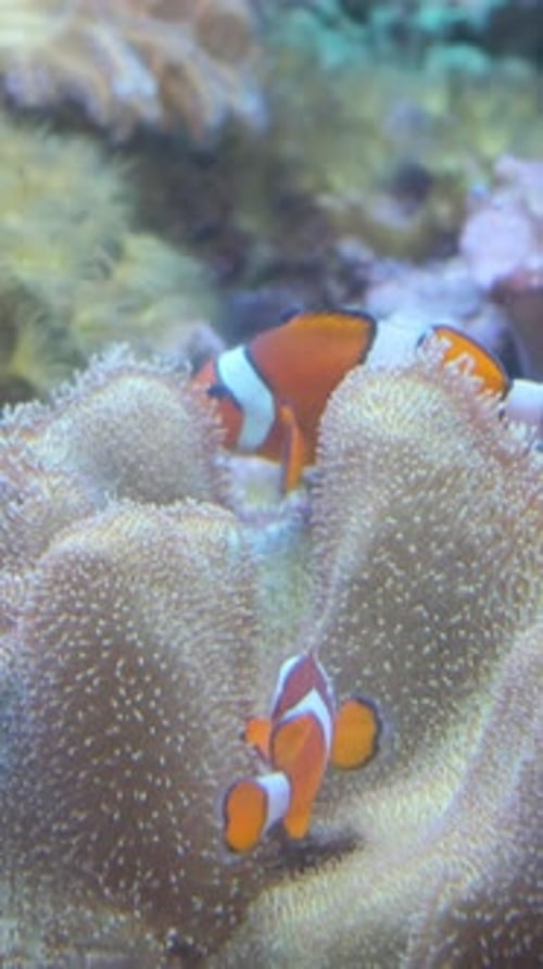 Two Small Orange Fish Swim on Coral Reefs Vertical Video
