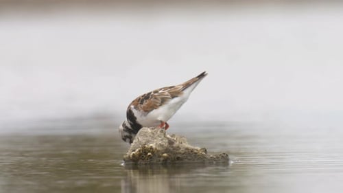 Alimentación en el agua a Turnstone