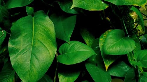 Scindapsus plant, tropical foliage swaying in the wind