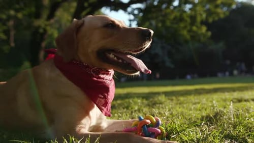 Happy Dog Resting in Green Park with Toy