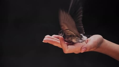 Small Bird Perched Calmly on Woman's Hand