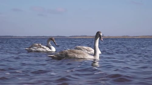 A Family of Swans with Cygnets Dabbling on a Lake