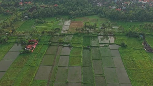 Aerial view of green rice paddies in ubud bali