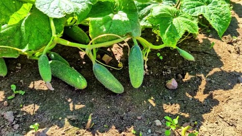 Cucumber Plants Growing on Soil in Sunlight With Small Fruits and Green Leaves