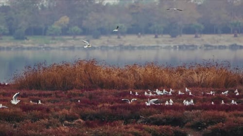Animal Bird Seagulls In Nature Near The Sea 3
