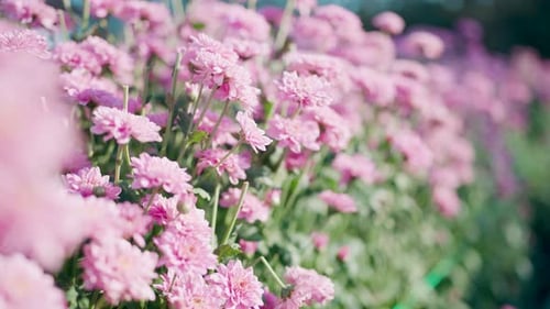 fleurs par le bas et faites-les pivoter lentement.