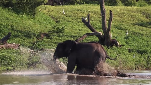 An African Elephant excitedly runs and crashes through a river, making large splashes before running
