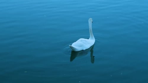 Ducks swimming in a lake