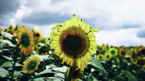 Vibrant Sunflowers Blooming in a Lush Field Under a Cloudy Sky