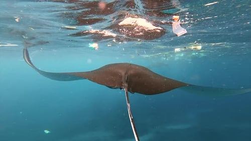 Underwater View Of Manta Ray Swimming In Polluted Ocean With Plastic Waste Floating, Indonesia