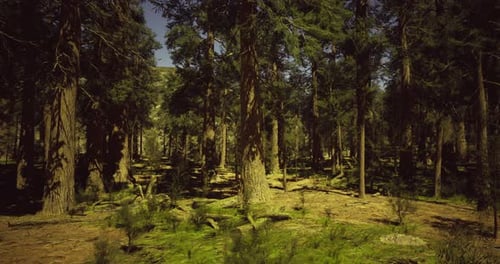 Walking Through a Lush Pine Forest on a Sunny Day
