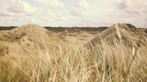 Sand dunes and dune grass at the atlantic coastline in Denmark. Shallow depth of field. Gras is movi