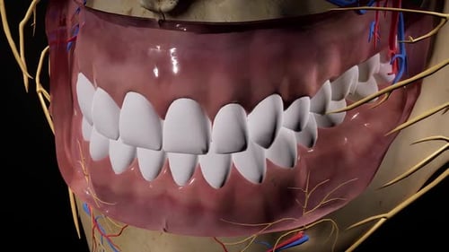 Human Jaw Anatomy with Teeth, Nerves, and Blood Vessels 3D Animation