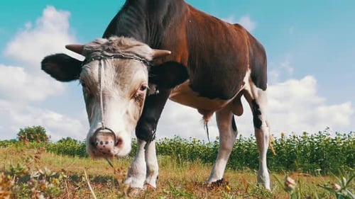 Beautiful Gray and White Bull Grazing on Meadow on Sky Background Slow Motion