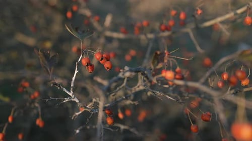 A bush with small red berries sways gently in the breeze. The blurred background highlights