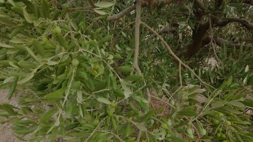 Shrubby olive tree with many underripe green olives.
