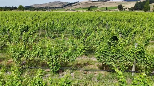 A Panorama of Green Vineyards a Journey Through the Rows of Vines New Zealand