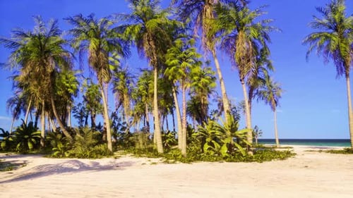 A Tropical Beach with Palm Trees and Turquoise Waters