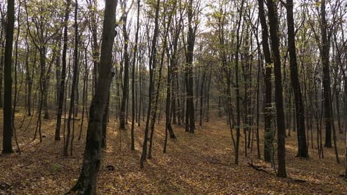 Sunny Day in a Forest in Autumn 57