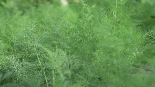 Dill Thrives Abundantly Near House