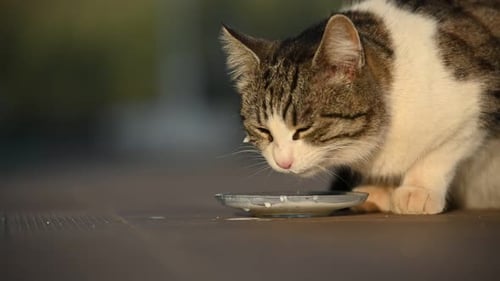 Cat drinks milk from a dish