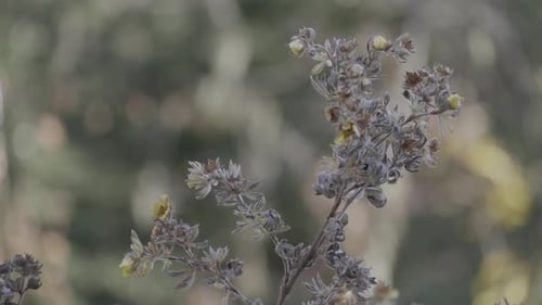 A close-up, shot of some a dead plant swaying in the gentle breeze.