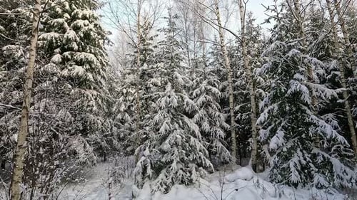 Forward moving shot leading upto white snow covered coniferous tree forest on a cold winter day.