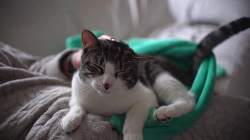 Woman petting cat indoor at home sitting in the couch. Kitten enjoy being pet by his owner