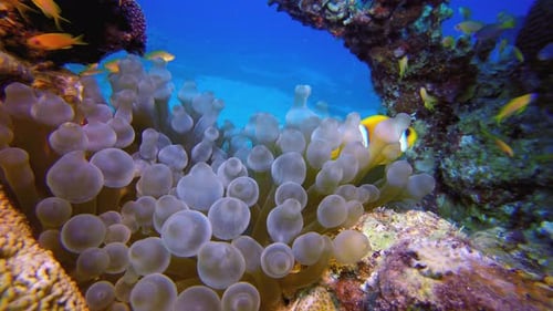 Reef Marine Underwater Clownfish and Sea Anemones
