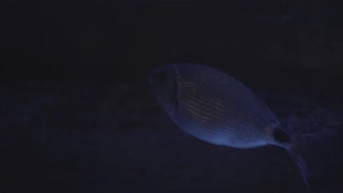 Tropical Fish Swimming in Aquarium