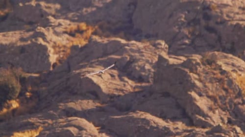 Variable Hawk a bird of prey riding the thermals as it tries to find its prey below, buteo polyosoma