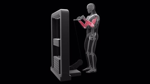 Anatomie des Menschen beim Aufführen von Bizeps-Curls aus Kabeln in einer 3D-Animation