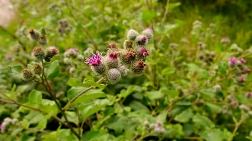 Milk Thistle Growing in a Field Selective Focus