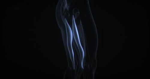 3D Human Leg Muscle Contraction and Relaxation Animation