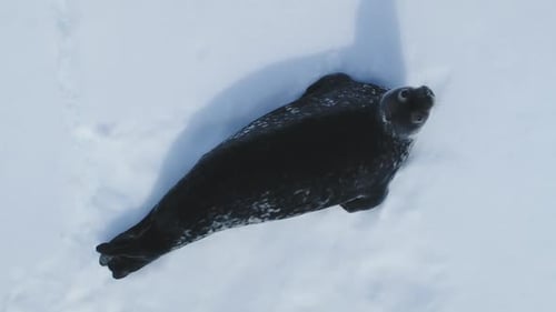 Antarctic Sea Seal on Ice Aerial Zoomout View