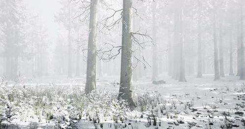 Winter Wonderland Envelops Serene Forest Landscape Under Gentle Snowfall