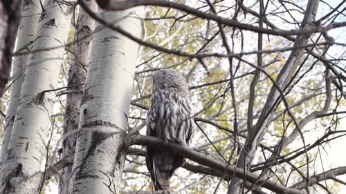 A great gray owl perches on a branch.