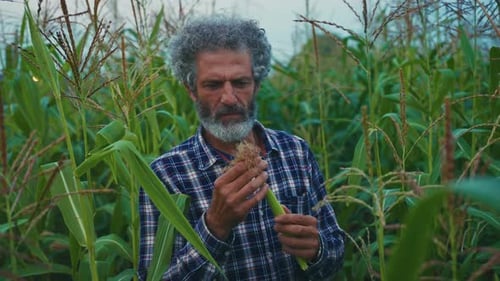 Farmer Examines Corn Crop in Lush Field During Late Afternoon Harvest Season