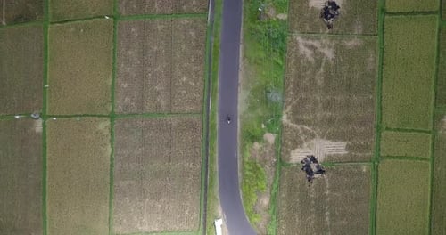 Aerial top down view of a scooter flying over Agriculture Paddy Field in Bali, Indonesia. High angle