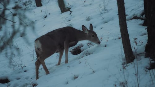 Beautiful deer grazing on a hill in winter