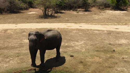 Elephant in the Wild in Sri Lanka