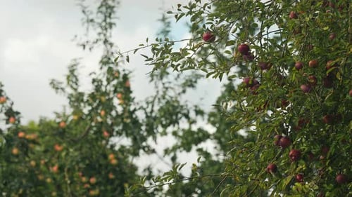 Orchard Scene with Apple Trees Full of Ripe Fruit Set Against a Cloudy Sky