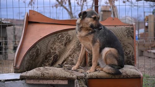 Obdachloser streunender Hund sitzt auf der Bank im Tierheim. Verlassene Tiere
