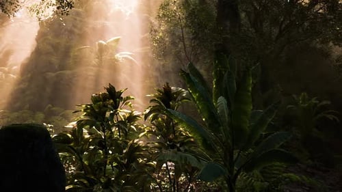 Sunlight Filters Through Trees in a Lush Tropical Forest at Dawn