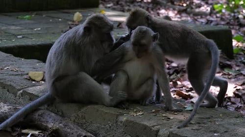 Three long-tailed macaques (also known as crab-eating macaques)