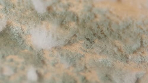Close-Up of Mold Growth on Surface